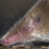 Head of Lesser white-toothed shrew