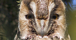 Νανόμπουφος