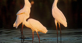 Great egrets