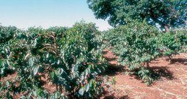 Φυτεία καφέ στην Κένυα