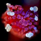 Ύπερο λουλουδιών Mirabilis με γυρεόκοκκο