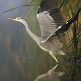 Grey heron