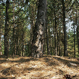 Εύκρατο κωνοφόρο δάσος