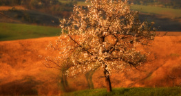 Cherry tree in bloom