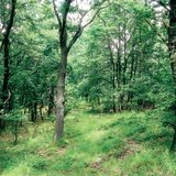 Δάσος δρυός