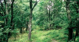 Δάσος δρυός