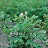 Φυτό πατάτες