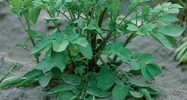 Φυτό πατάτες