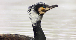 Cormorant