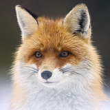 Fox portrait