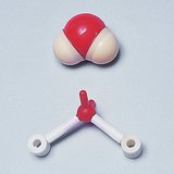 Νερό και μοντέλα μορίου του