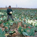 Cabbage harvesting