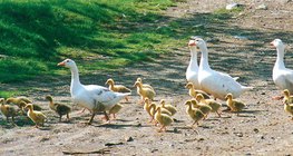 Geese with goslings