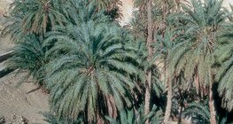 Oasis with dates in Tunisia