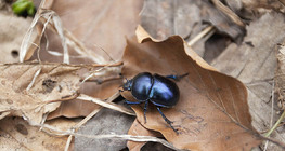 Dung beetle
