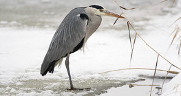 Grey heron