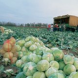Cabbage harvesting