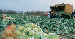 Cabbage harvesting