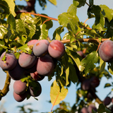 Δαμασκηνιά