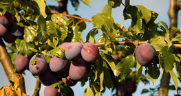 Δαμασκηνιά