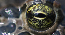 Frog eye