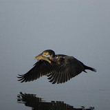 Cormorant flying with Brown bullhead in its beak