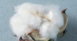 Η ίνα του βαμβακιού είναι καθαρός πολυσακχαρίτης (κυτταρίνη)