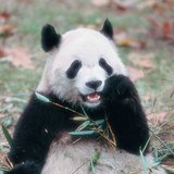 Διάβαση πάντα