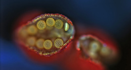 Σάκκος γύρης Mirabilis, ανοιχτός (οπτικό μικροσκόπιο)