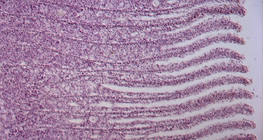 Τμήμα βραγχίων ψαριών