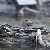 Eurasian wren