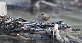 Eurasian wren