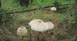 μακρολεπιότα η ψηλή