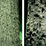 Άμισχος δρυς και δρυς κήρρις