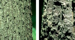 Άμισχος δρυς και δρυς κήρρις