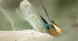 European bee-eater taking a dustbath