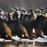 Cormorants