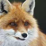 Fox portrait