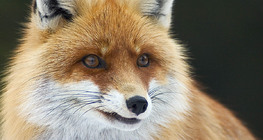 Fox portrait