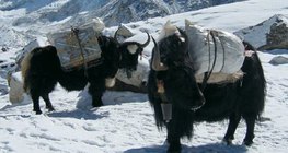 A popular animal of the Himalaya regions, the yak