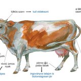 A szarvasmarha felépítése