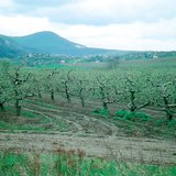 Spring in the apple orchard