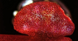 Σάκκος γύρης Mirabilis, ανοιχτός (οπτικό μικροσκόπιο)