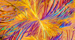 Κρύσταλλοι αμινοφυλλίνης (φαρμάκων)