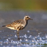 Grey plover