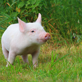 Γουρουνάκι