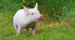 Γουρουνάκι