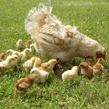 Hen and her chicks