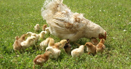 Hen and her chicks