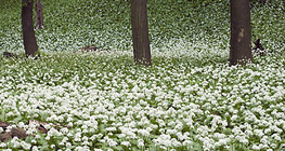 Αγριόσκορδο